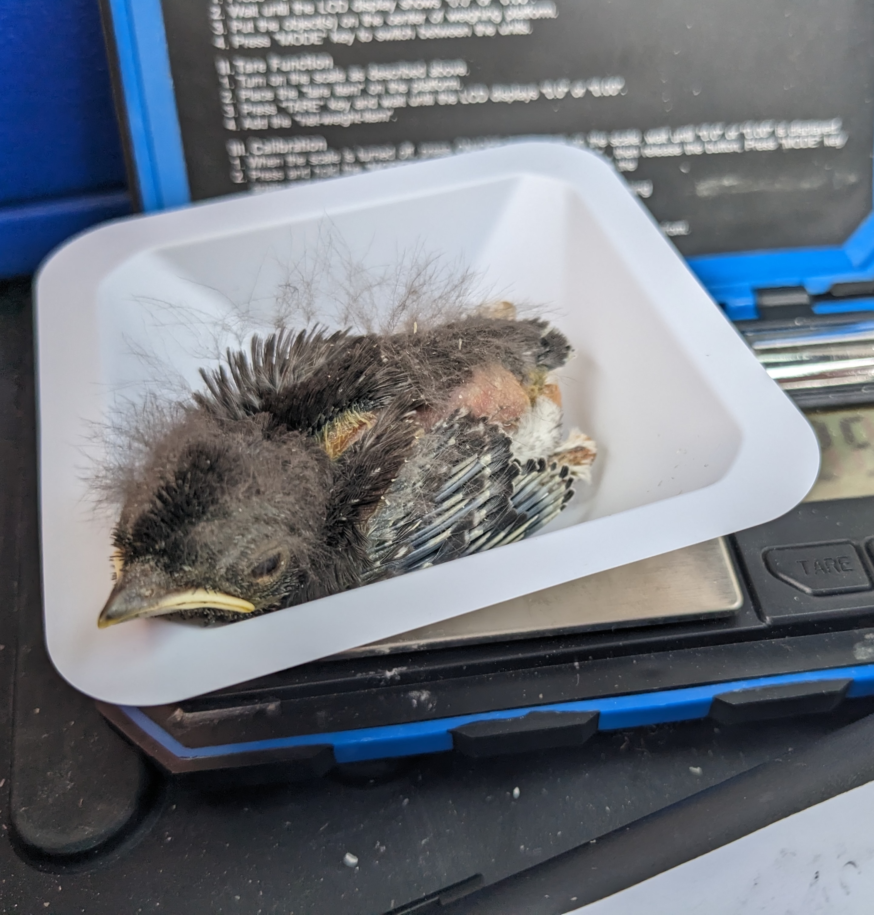 Photograph of a nestling bluebird being weighed.