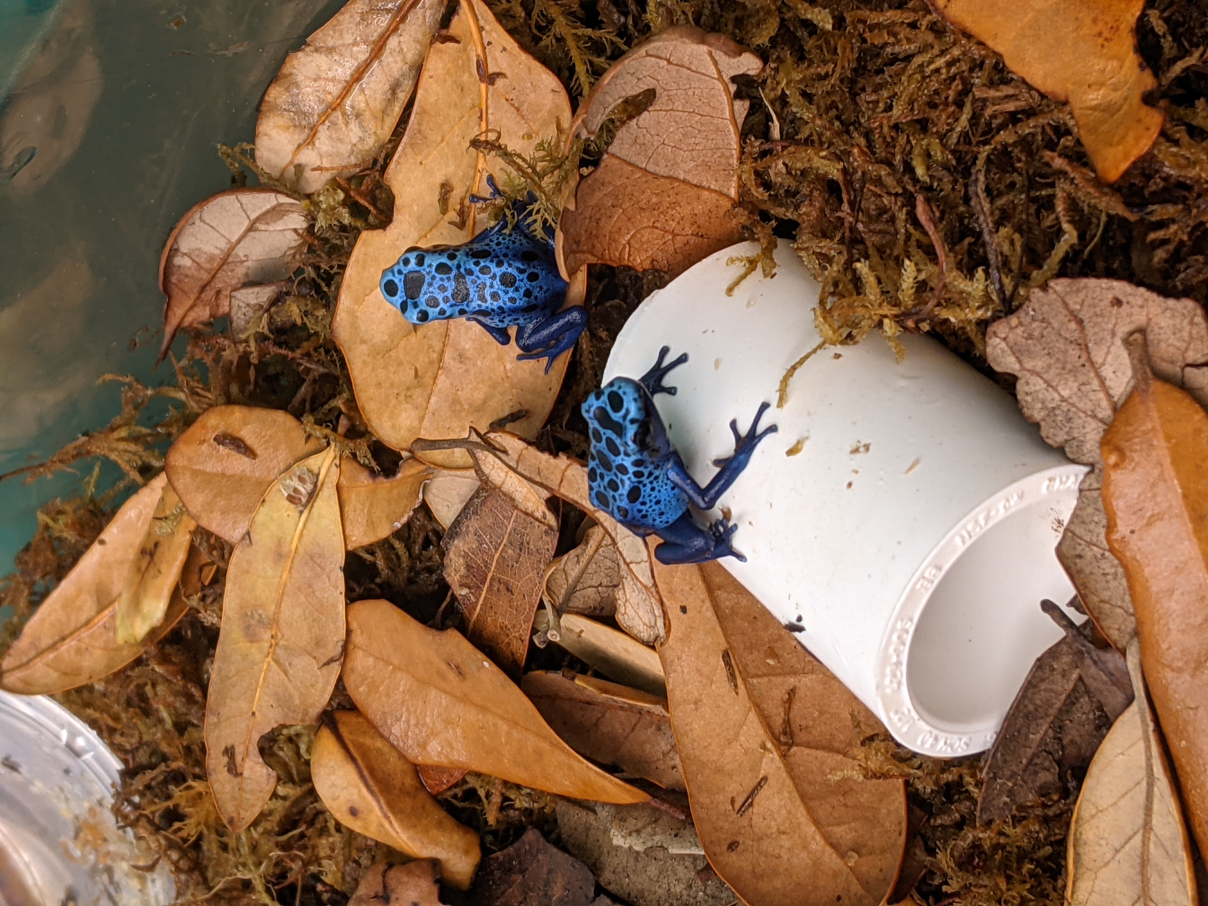 Photograph of poison dart frogs.