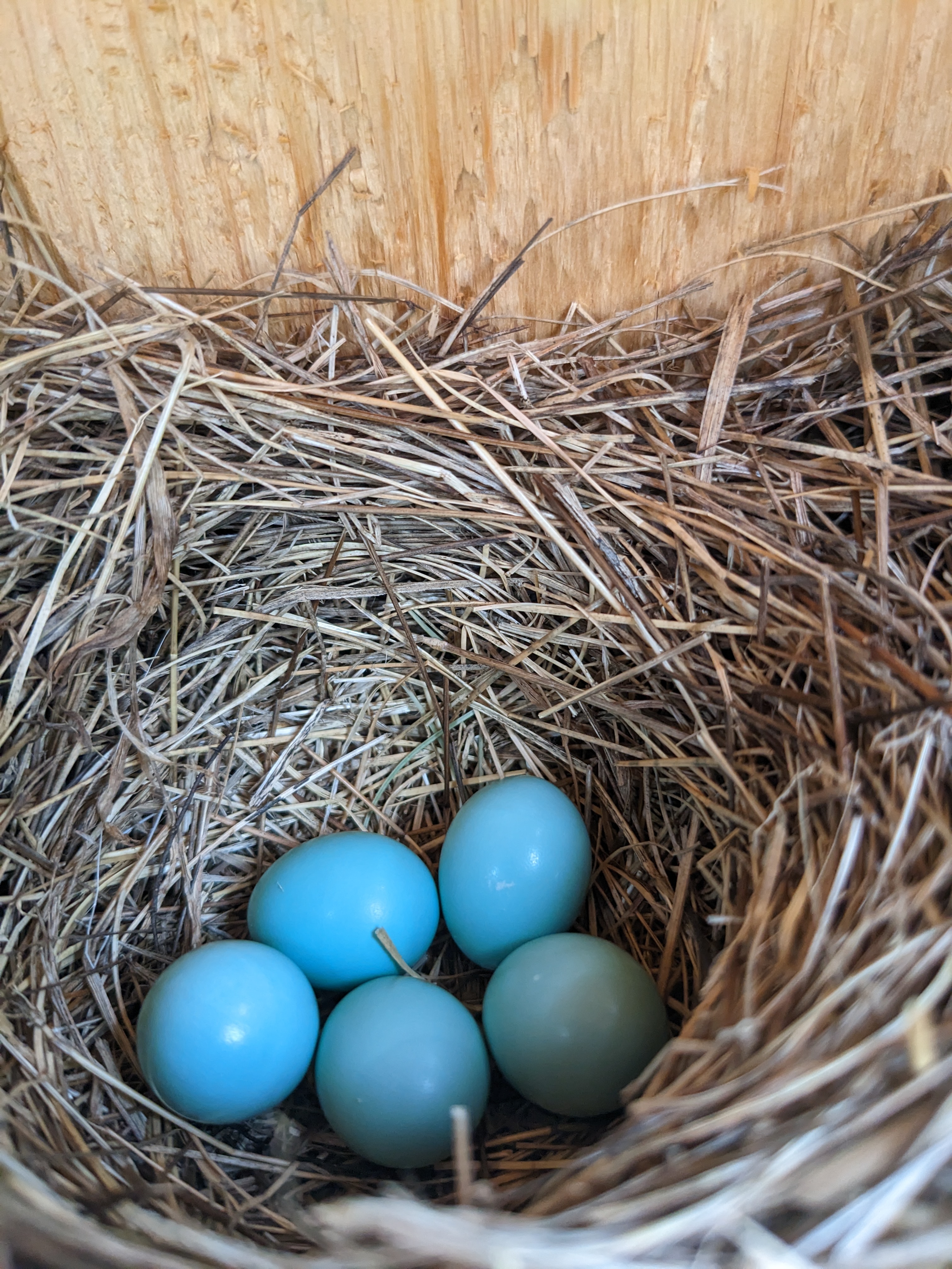 Photograph of five bluebird eggs in a nest.
