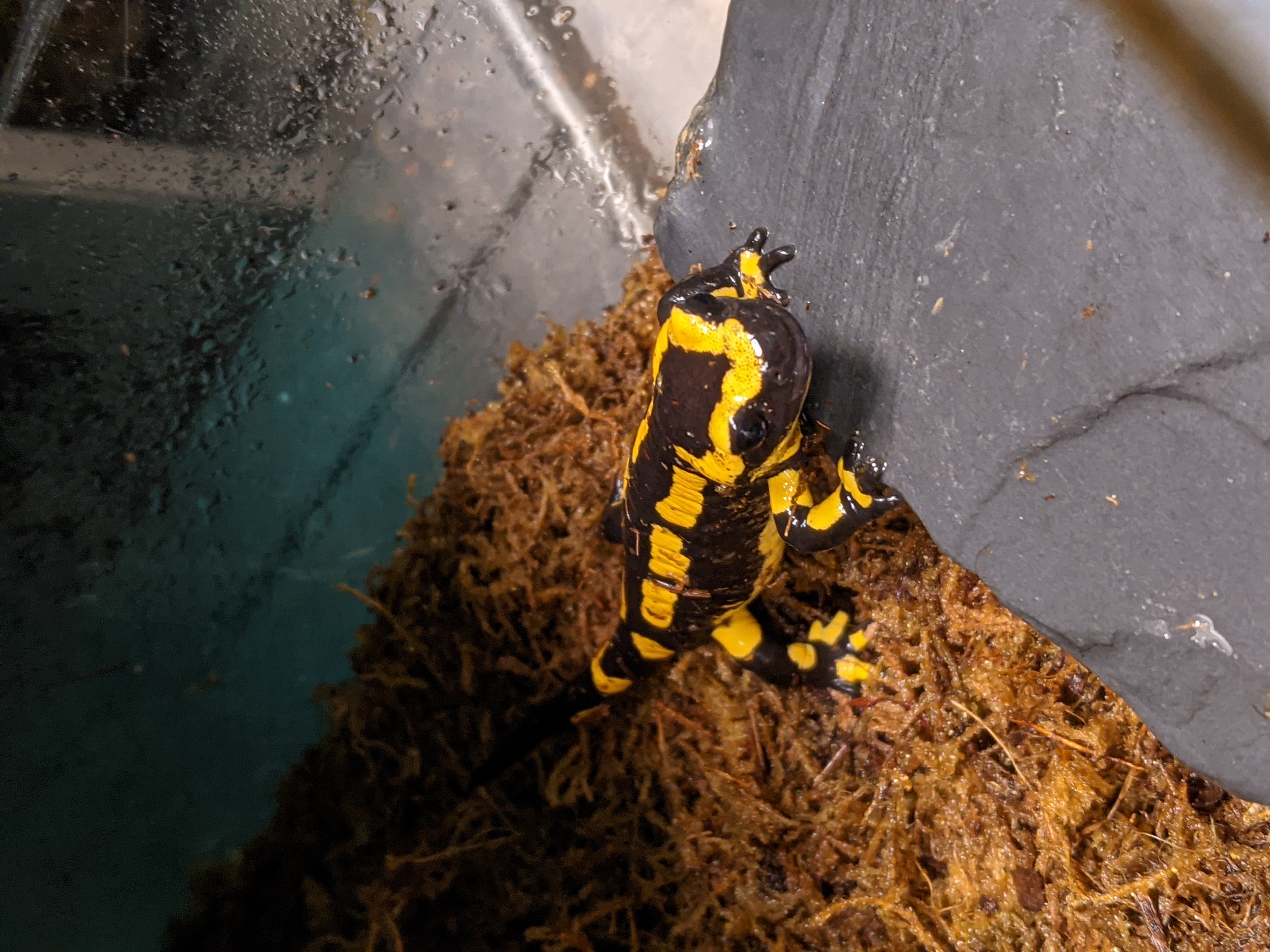 Photograph of a fire salamander.