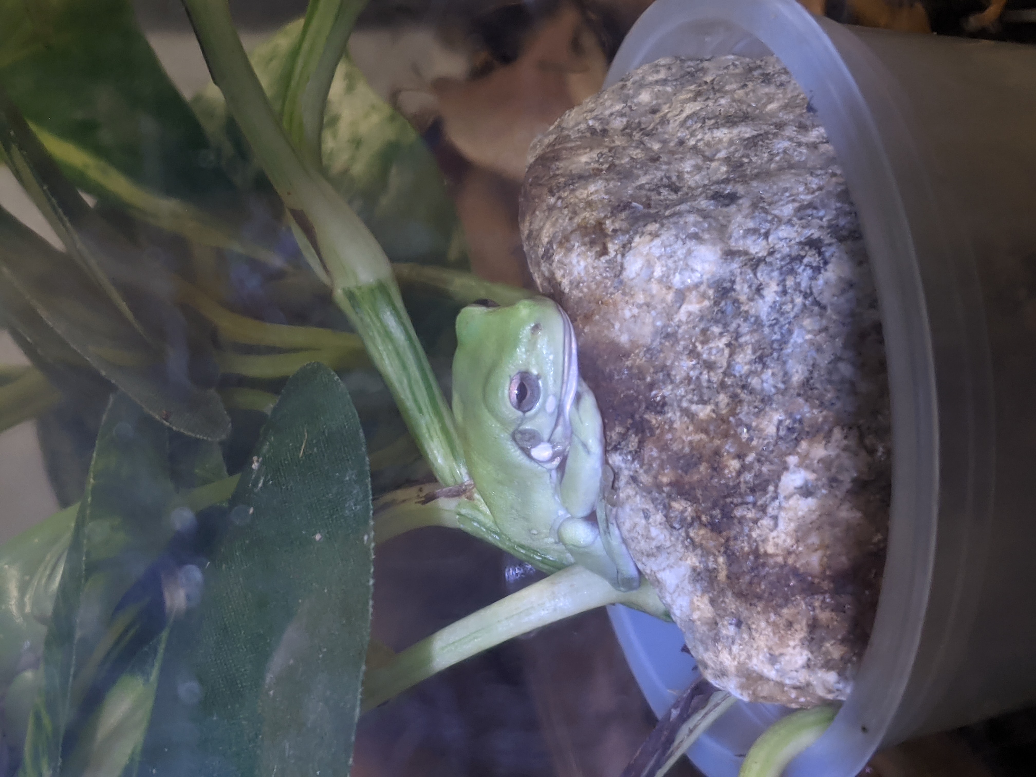Photograph of a white's tree frog.
