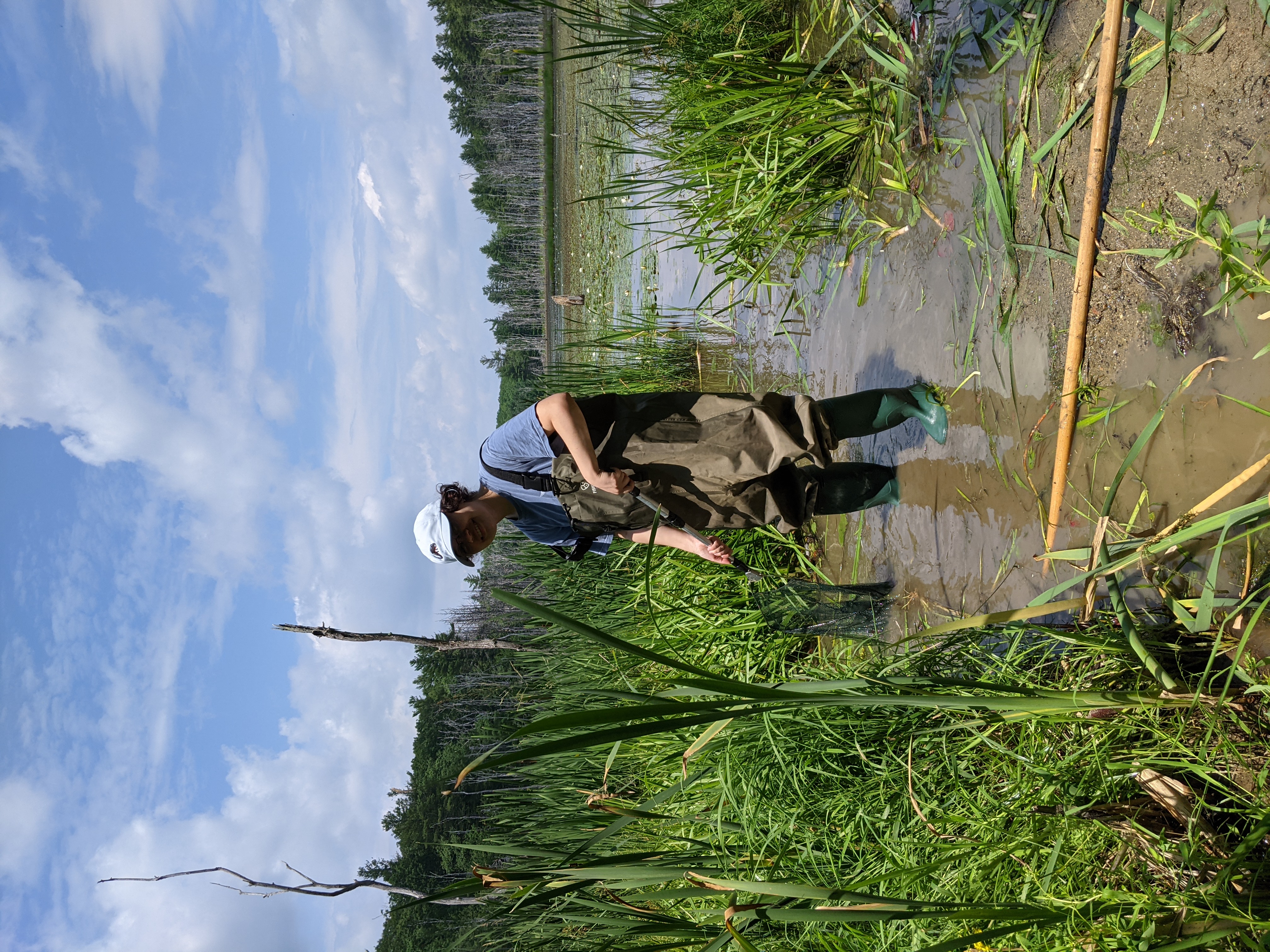 Photograph of a person standing in a wetland with a net.